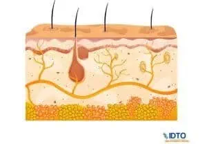 hair dna test IDTO paternity